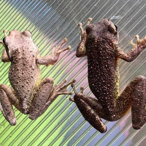 Tree Frog Colors - Photo