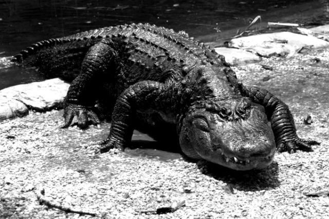 Alligator in Florida Photo