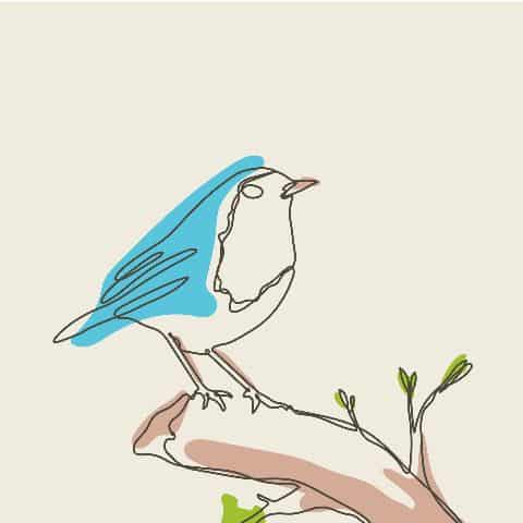 Attracting birds to your backyard image