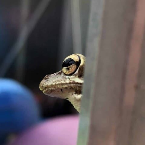 Tree Frog Carnivores - Photo