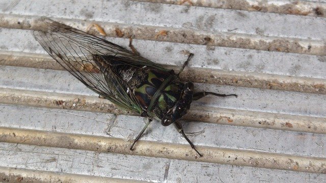 Annual Cicada - Photo