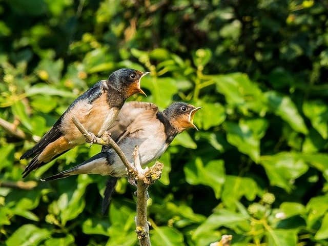 Barn Swallow Fledglings On Branch - Photo