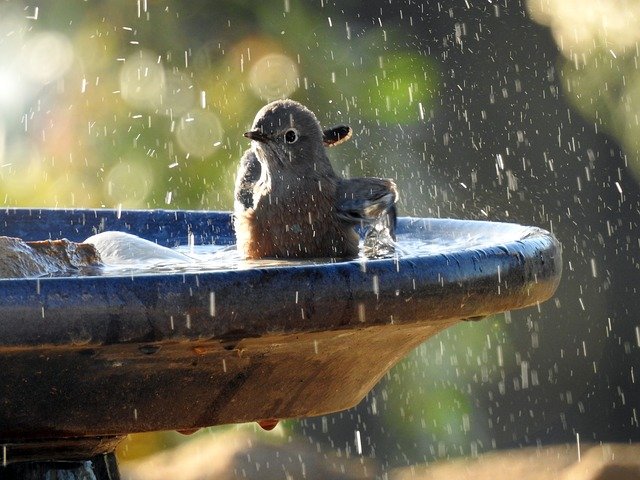 Bluebird Splashing In A Birdbath photo