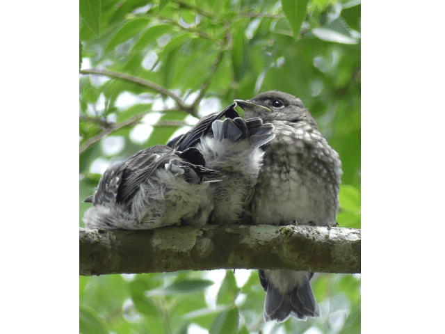 Three Baby Bluebirds Sitting On Branch Photo
