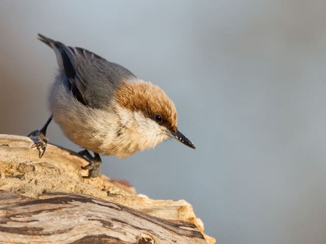 Brown-Headed Nuthatch - Photo