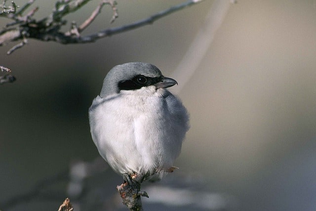 Carnivorous Loggerhead Shrike - Photo