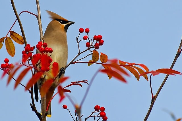 Cedar Waxwing On Branch With Red Berries Photo