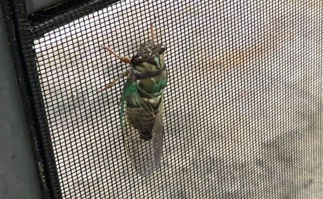 Cicada Closeup - Photo