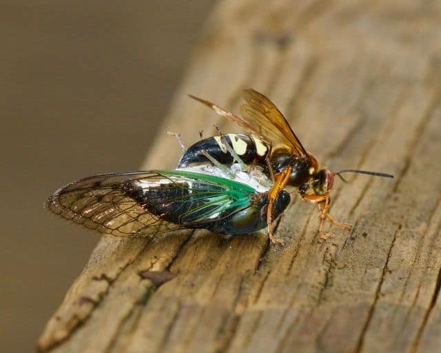 Cicada Killer Lifecycle - Photo