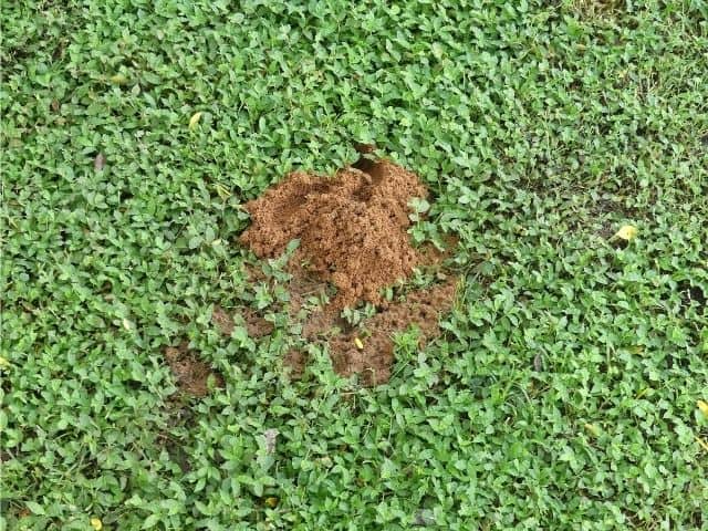 Cicada killer burrow - Photo