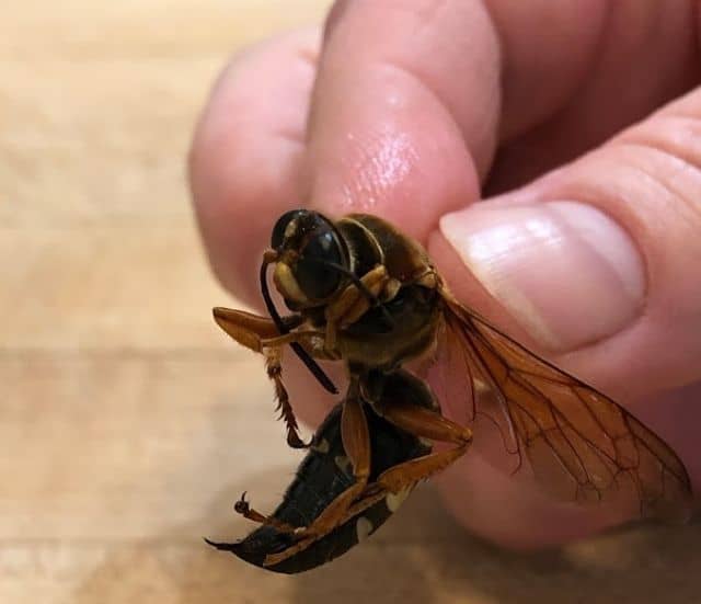 Cicada Killer Wasp In Hand - Photo