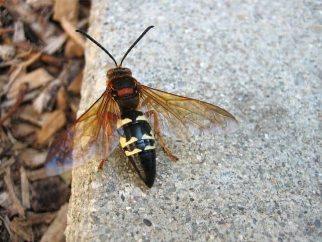 Cicada Killers are not dangerous - Photo