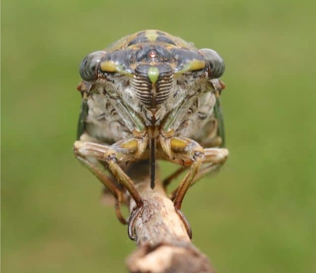 Cicada On A Stick - Photo