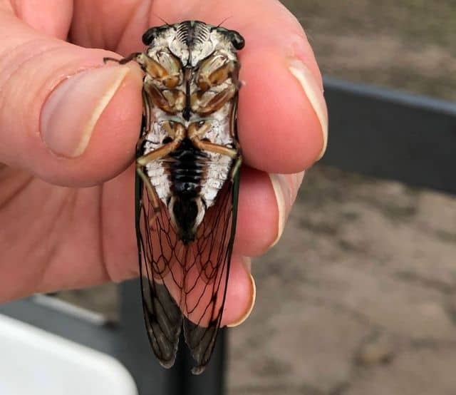 Cicada Underside - Photo
