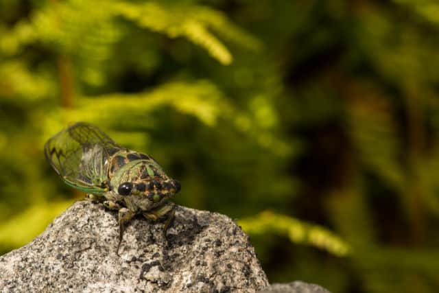 Cicadas In Florida - Photo