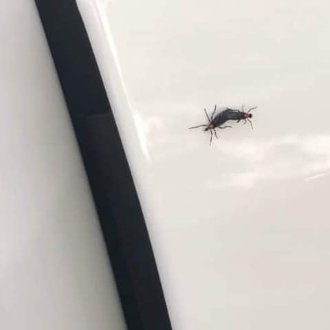 Coupled Florida Love Bugs - Photo