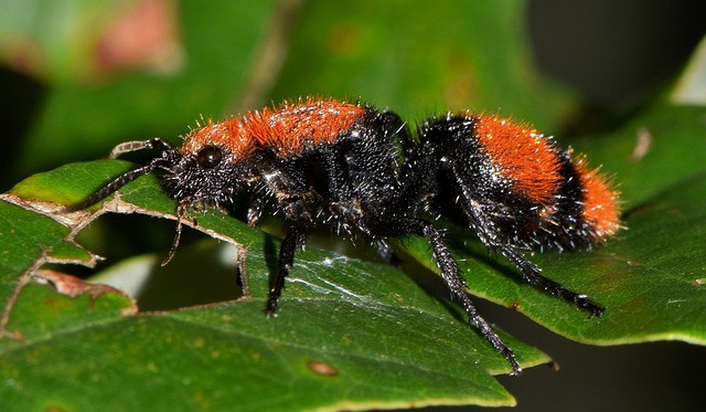 Cow Ants Eat Cicada Killers - Photo