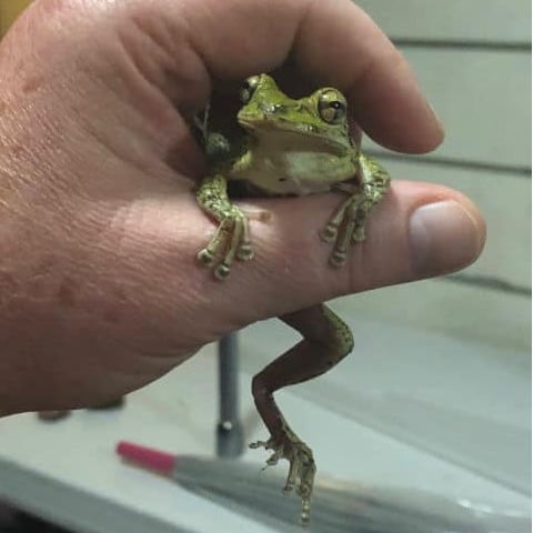 Cuban Tree Frogs Are Invasive - Photo