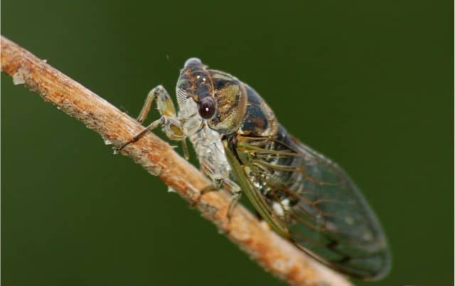 Davis' Southeastern Dog-Day Cicada - Photo