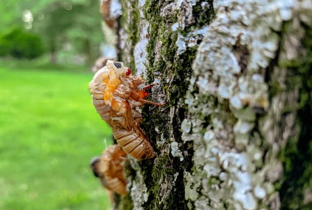 Emerging Periodical Cicada - Photo