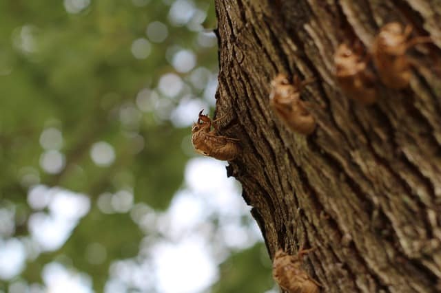 Empty Cicada Shells - Photo