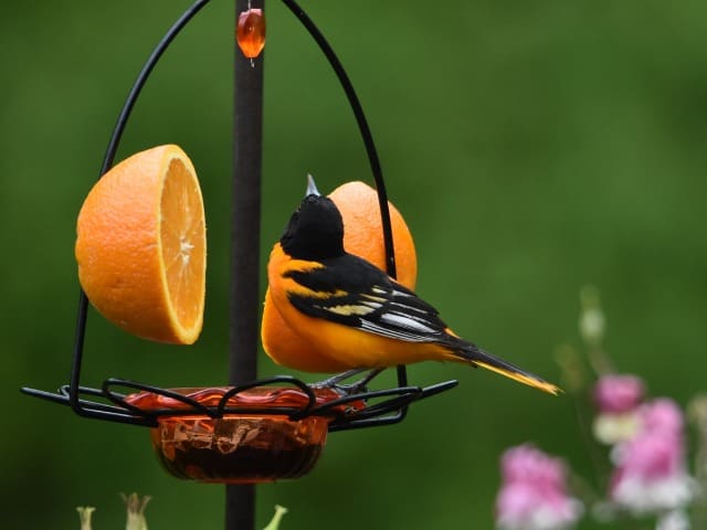 Baltimore Oriole On A Fruit And Jelly Feeder Photo