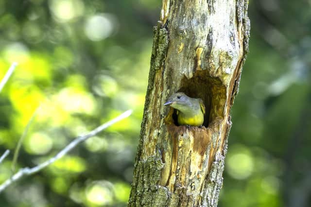 Great Crested Flycatcher In Tree - Photo