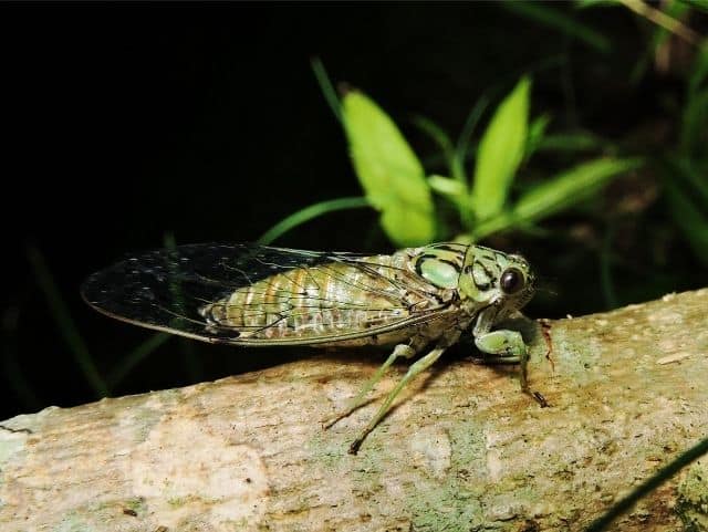 Hieroglyphic Cicada - Photo