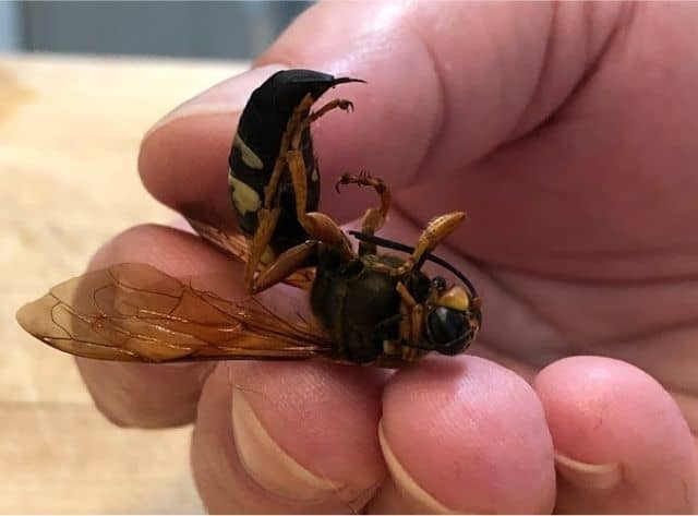 Dead female cicada killer wasp showing stinger - Photo