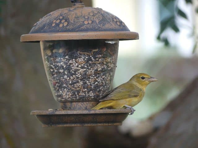 Female Summer Tanager Sitting In Hopper Feeder Photo