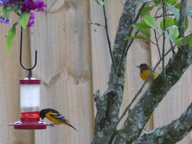 Baltamore Oriole Eating From Hummingbird Feeder Photo