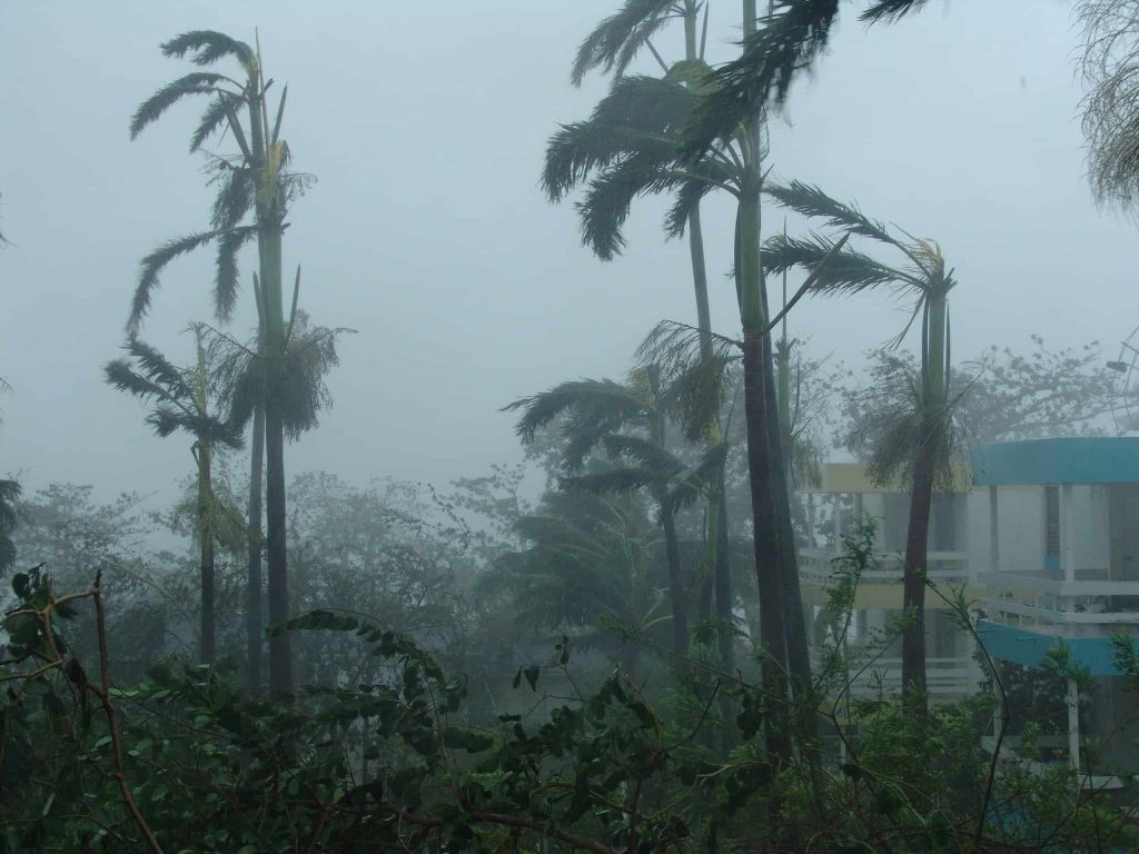 Palm trees in a hurricane - Photo