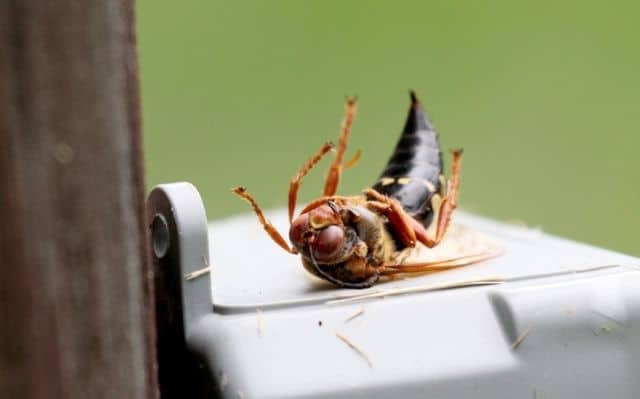 Dead Cicada Killer - Photo