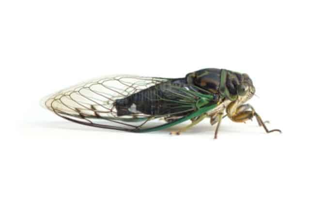 Linnes Cicada - Photo
