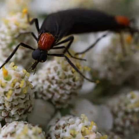 Love Bugs Eating Pollen - Photo