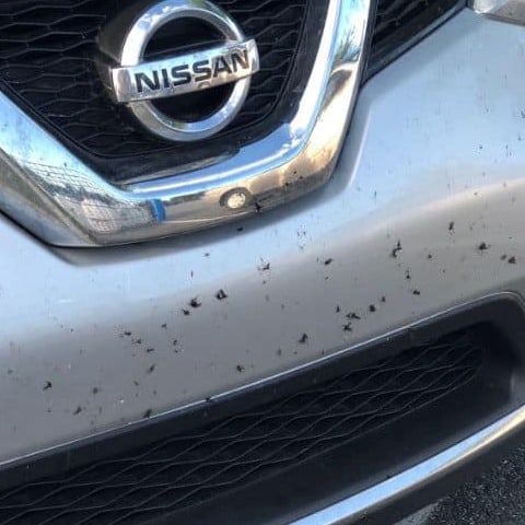 Love Bugs On Car Bumper - Photo