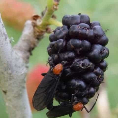 Love Bugs On Mulberries - Photo