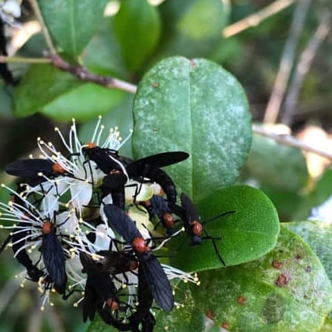 Love Bugs - Photo