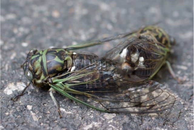 Mating Cicadas - Photo