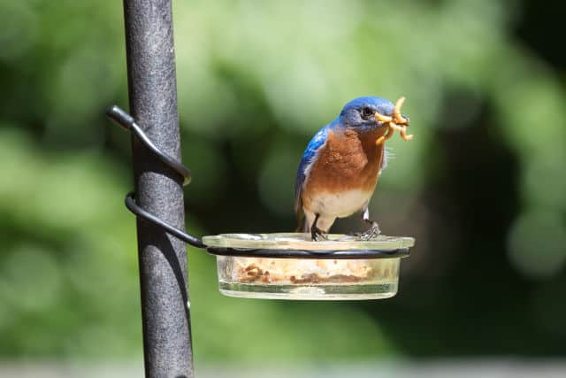 Bluebird Eating From A Mealworm Cup Photo