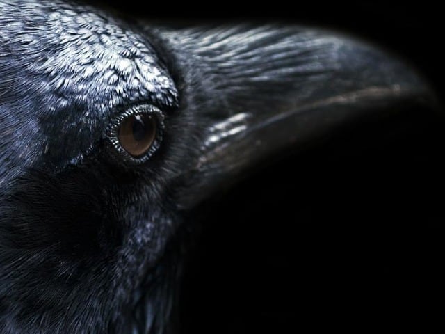 Macro Of Crow's Face - Photo
