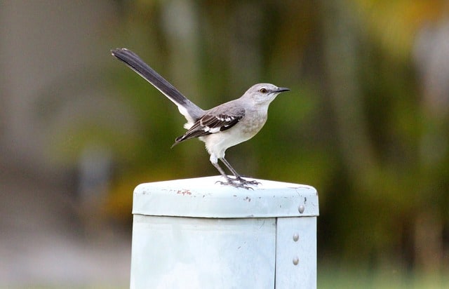 Mockingbird On Metal Post - Photo