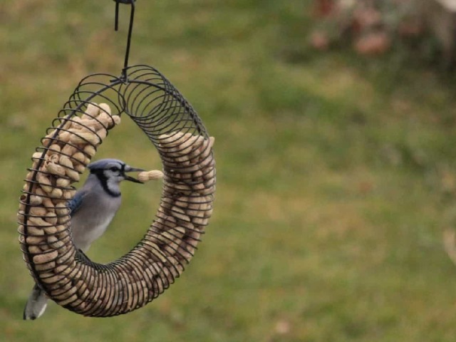 Blue Jay Eating Whole Peanut From Peanut Feeder Wreath Photo