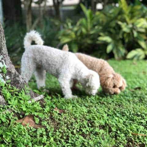 Pets Can Be Tree Frog Predators - Photo