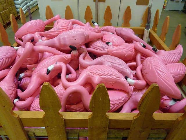 Pink Plastic Flamingos - Photo