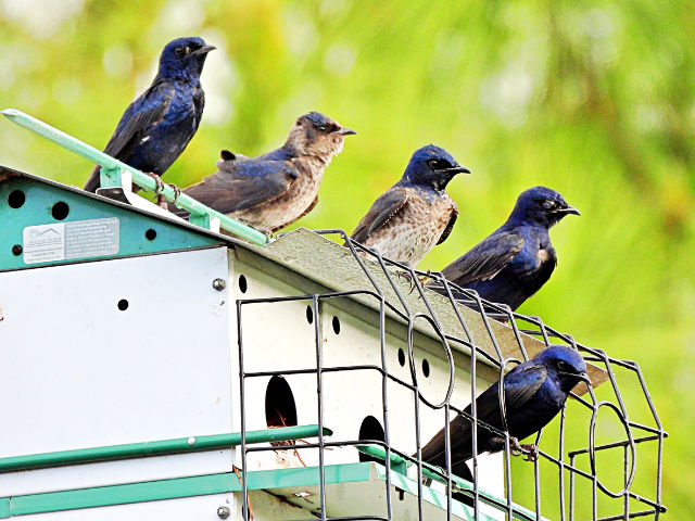 Purple Martins Gathered On Bird House - Photo
