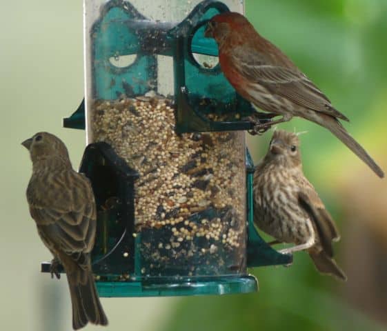 House Finches Eating At Tube Feeder Photo