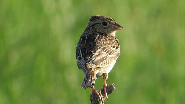 Rare Grasshopper Sparrow - Photo
