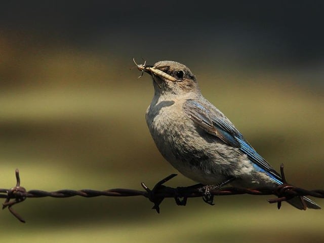 Brown Bluebird - Photo