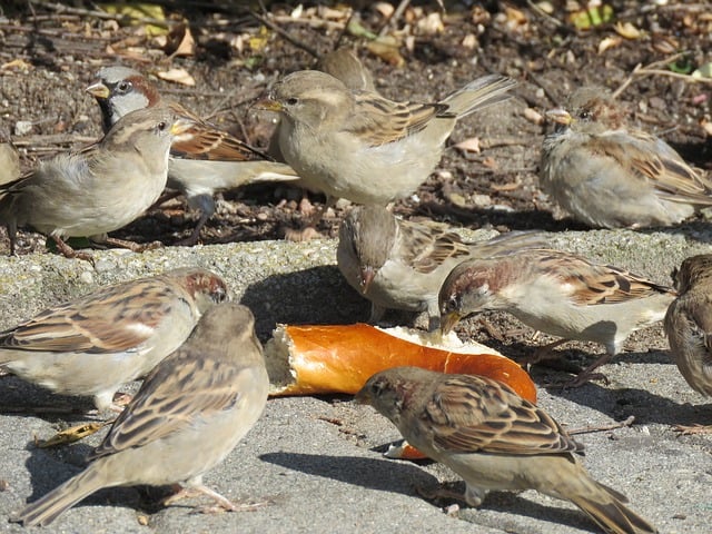 Sparrows Eating Bread Photo